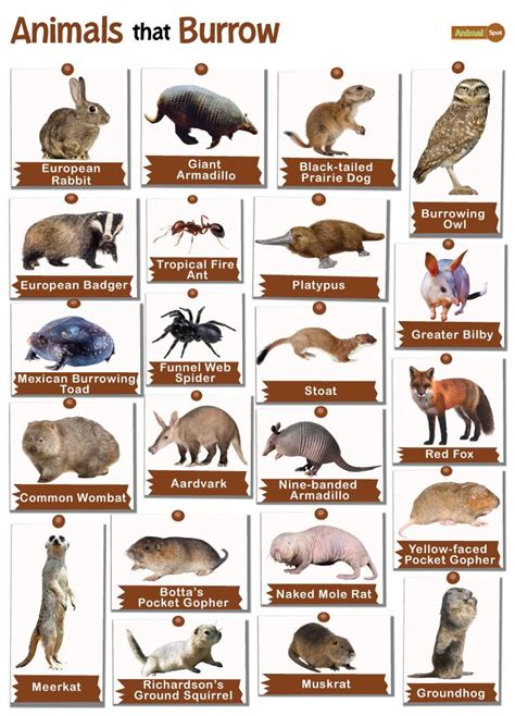 Burrowing Animals Diagram