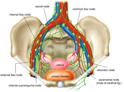 Abdominal Lymph Nodes Iliac Nodes Cisterna Stock Illustration 280030742 ...