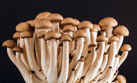 Mastering the Art: How to Cook Beech Mushrooms to Perfection - Foraged ...