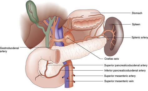 Spleen And Pancreas