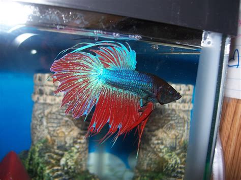 Betta Fin Rot Treatment / Betta Fish Fin Rot Complete Guide Aquatic ...