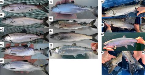 Coho Salmon Identification