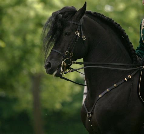 Black Andalusian Thanks to all our supporters who re tweet and re post ...