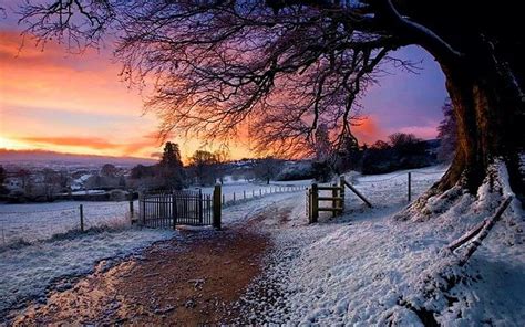 Winter Sunrise, Derrymore Woods, Northern Ireland, gate, tree, snow ...