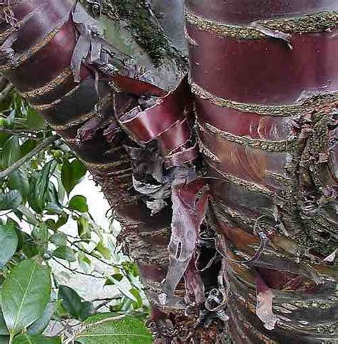 Flowering Prunus | Portland Nursery