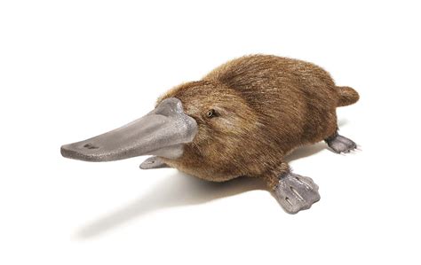 Platypus venom could be key in new diabetes treatments | Modern Healthcare