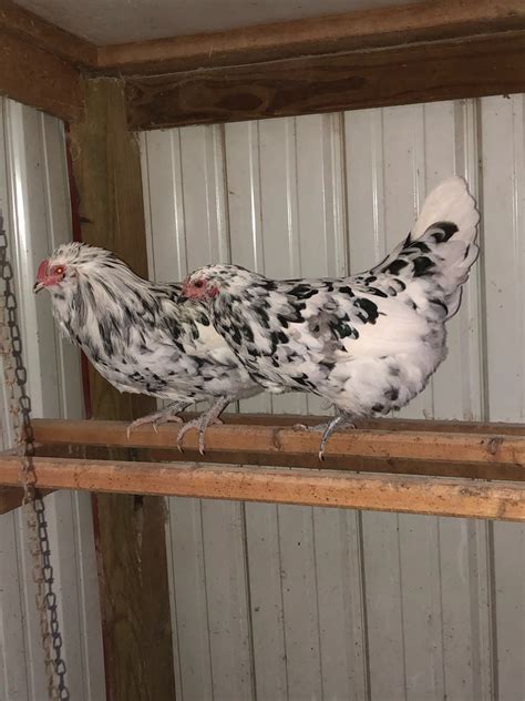 Erminette Ameraucana Chicken For Sale | Cackle Hatchery®