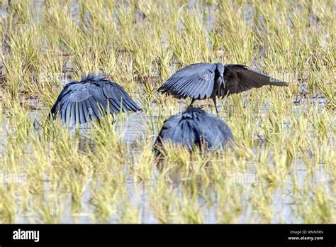 Black Herons, Egretta ardesiaca, aka black egret, hunting by creating ...