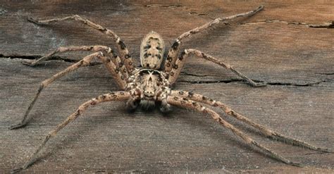 Discover The Largest Huntsman Spider Ever Recorded! - IMP WORLD