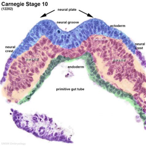 Mesoderm - Embryology