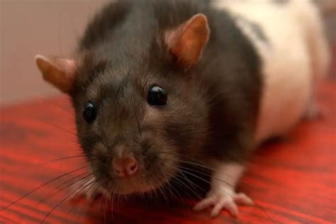 Different Types of Pet Rat Breeds! - Which One is For You? (2019)