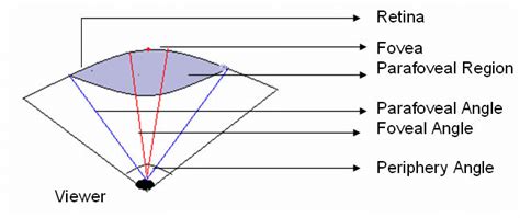 Foveal, parafoveal and peripheral vision | Download Scientific Diagram