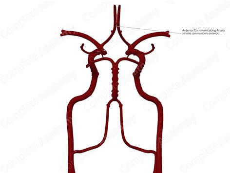 Anterior Communicating Artery | Complete Anatomy