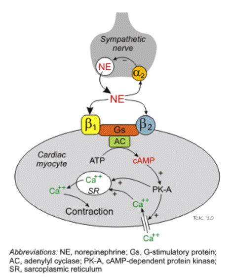 Beta Blocker Toxicity — NUEM Blog