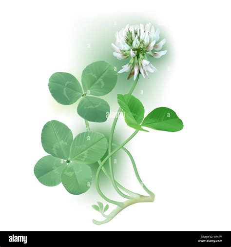 White Clover - Trifolium. Digital illustration of white clover flower ...