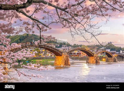 Kintaikyo Bridge in Iwakuni, Japan at sunset with cherry blossom Stock ...