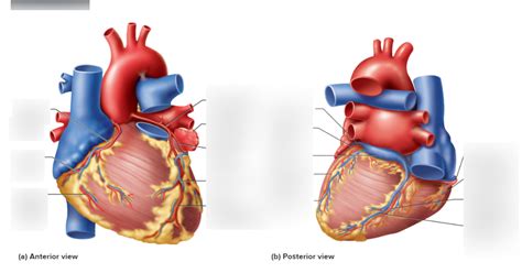 Anterior and Posterior Coronary Circulation Diagram | Quizlet