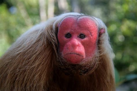 13 Bald Uakari Facts - Fact Animal