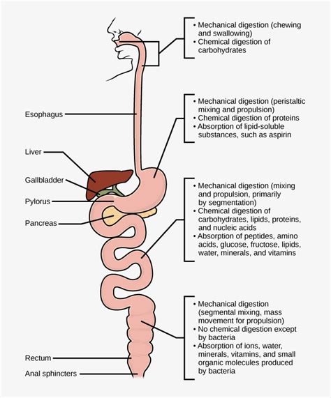 Mechanical And Chemical Digestion Of Food Takes Place - Protein ...