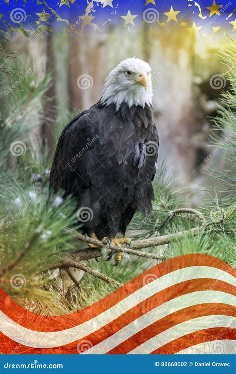 Eagle Sitting on Branch with American Flag Stock Photo - Image of ...