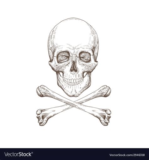 Skull and bones drawing Royalty Free Vector Image