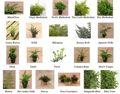 Pin by Cassi Murakami on Garden: Plant Species | Types of ferns, Plants ...