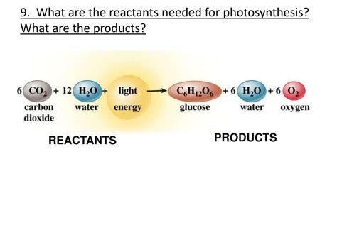 Products Of Photosynthesis