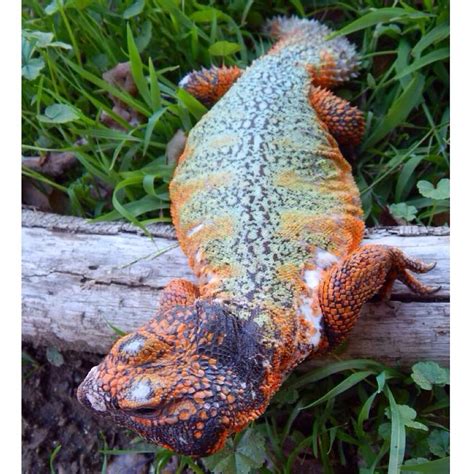 Moroccan Uromastyx | Uromastyx lizard, Uromastyx, Lizard habitat