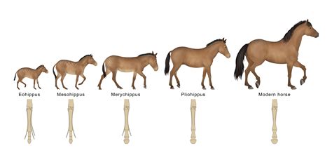 Tracing the Evolution of the Modern Horse