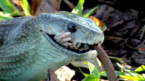 Black Mamba killing Rat 01 - Snake Eats Rat - YouTube