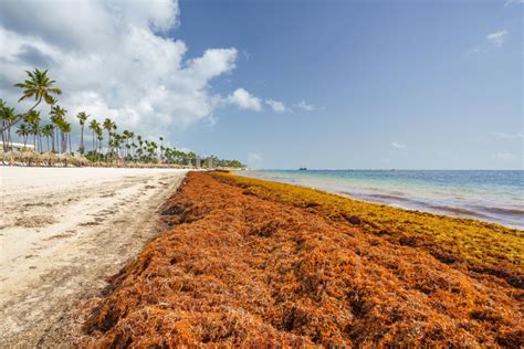 Sargasso Sea And Sargassum | Amusing Planet