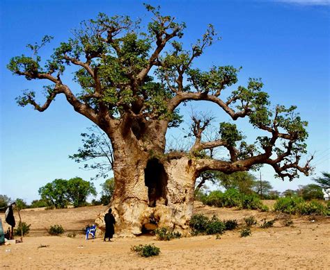 Baobab trees have more than 300 uses but they're dying in Africa