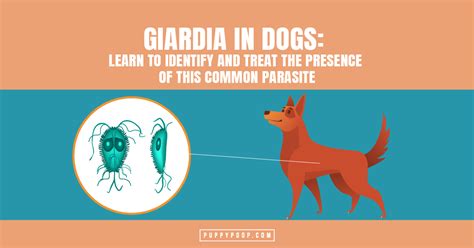 Giardia In Dogs