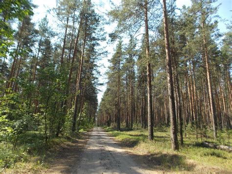 Landscape Forest Road Summer Shade Trees Pine Branches Sky Stock Photo ...