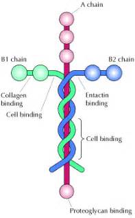 Jesus Holds All Things Together – Laminin and the Cross