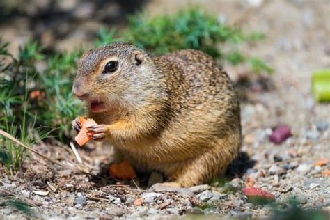 Tree Squirrel Vs Ground Squirrel (6 Differences) - Wildlife Informer