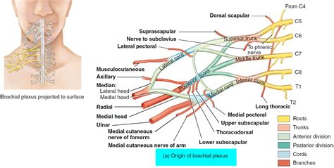 The Brachial Plexus