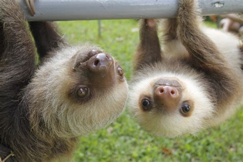 It's Sloth Week, so here's 10 great facts about sloths | Metro News