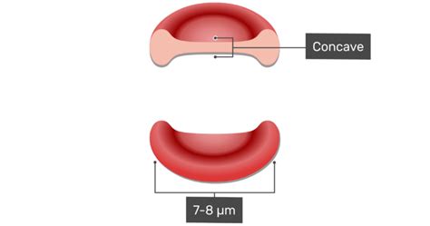 General Structure and Functions of Red Blood Cells