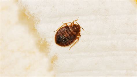 How Much Does Bed Bug Removal Cost - PestPhobia