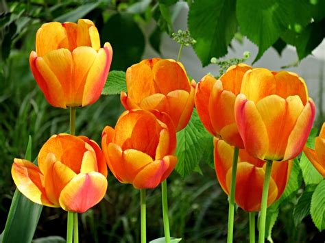 Orange Tulips Wallpaper Background | HD Wallpaper Background