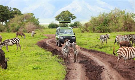 Faire un safari à Zanzibar : je vous dis tout pour avoir une belle ...