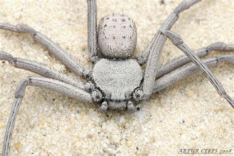 Introducing Sicarius: The most venomous spider on Earth? — Steemit