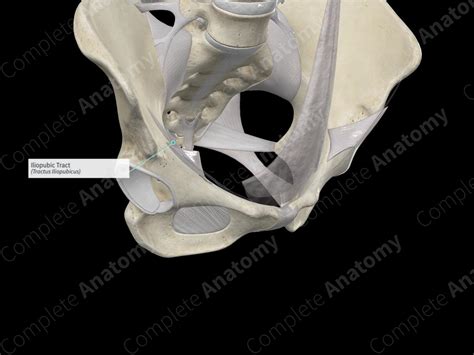 Iliopubic Tract | Complete Anatomy