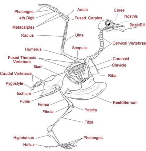 Bird Anatomy - Skeletal Picture Of Birds Anatomy | Skeleton anatomy ...