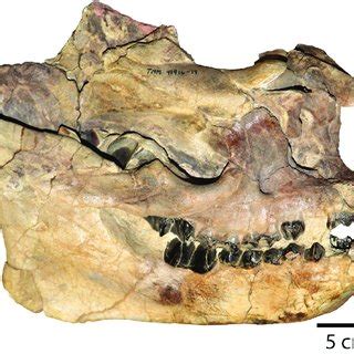 A juvenile skull (TMM 41916-14) from the "titanothere quarry" of the ...