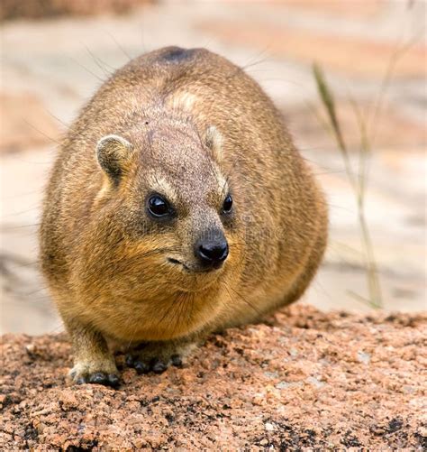 Rock hyrax stock photo. Image of rock, africa, stone - 13135364