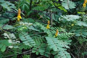 Ringworm Bush (Akapulko) – Cassia alata - Herbal Remedies Medicinal Herbs