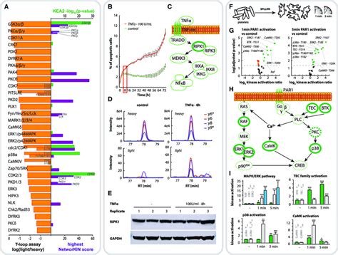 Probing Kinase Activation in Varying Cellular Systems (A) Determining ...