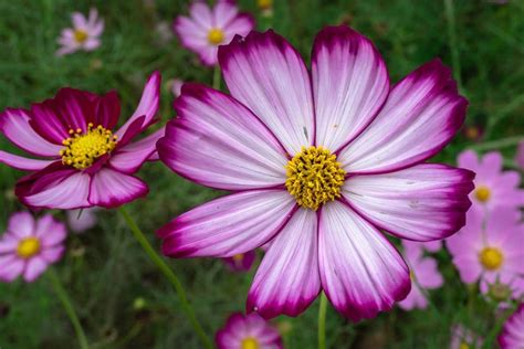 Candy Stripe Cosmos Seeds — San Diego Seed Company